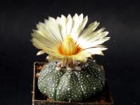 Thumbnail of 1740_Astrophytum asterias Hybride_20120919-001(1).jpg
